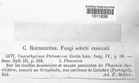 Coniothyrium palmarum image